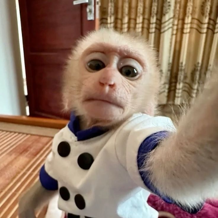 Selfie Monkey Logo